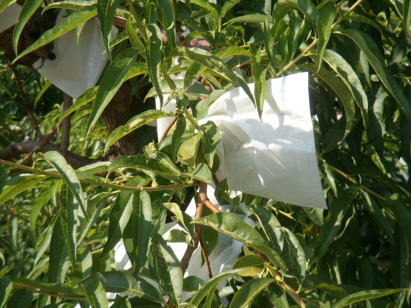 Papiertüten an einem Pfirsichbaum in Calanda